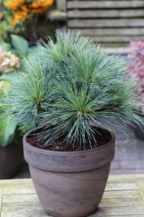 Thuja Żywotnik zachodni Rheingold Verve 2 l