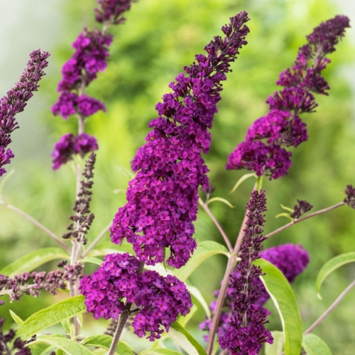 7e04f24100baf795f95f2c36fdc621d9