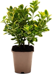 Trzmielina Aureomarginatus Verve 2 l