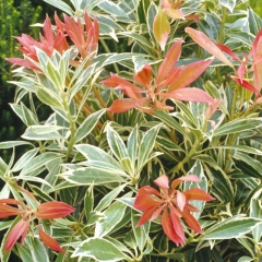 Pieris Flaming Silver Verve 2 l