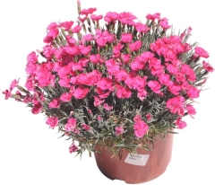 Dianthus goździk doniczka 17 cm