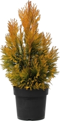 Thuja żywotnik 4Ever Goldy Verve 5 l