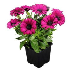 Osteospermum doniczka 11 cm