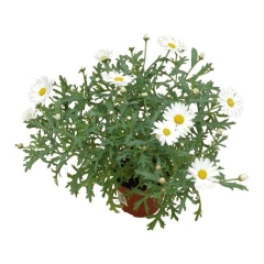 Margaretka 10,5 cm