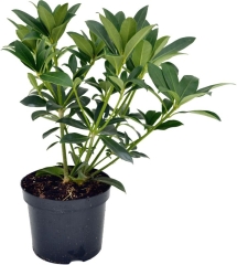 Skimia Gragrant Cloud Verve 3 l