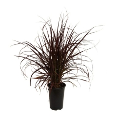 Trawa Pennisetum C2