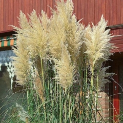 Trawa pampasowa 13 cm