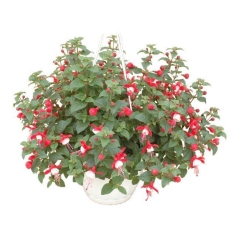 Fuksja wielokolorowa 23 cm