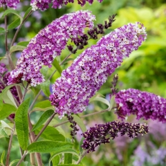 Buddleja Berries & Cream Verve 3 l