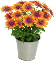 Osteospermum Purple Sun 13 cm