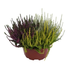 Calluna vulgaris Trio Girls C3