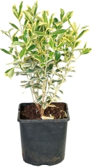 Trzmielina Bravo Verve 2 l