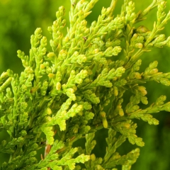 Thuja Żywotnik Aurea Nana 5 l