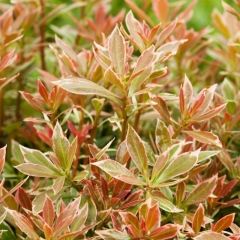 Pieris Little Heath Verve 2 l