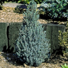 Świerk Blue Wonder Verve 5 l
