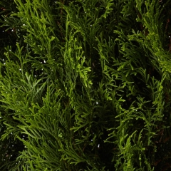 Thuja Smaragd Verve 7,5 l