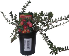 Żurawina Vaccinium macrocarpon P9