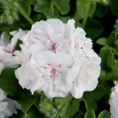 Pelargonia White Wings 11 cm
