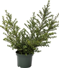 Ostrokrzew Convexa Verve 3 l
