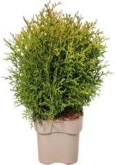 Thuja Żywotnik Tiny Tim Verve 2 l