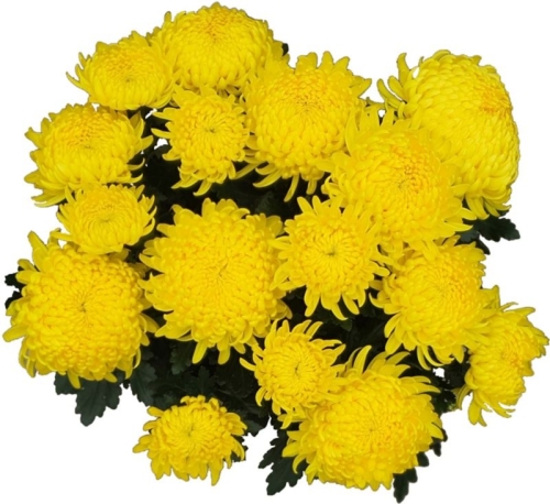 97c0be6adabf9b616584e805ef782e48