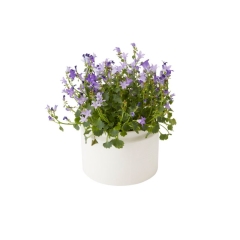 Dzwonek GoodHome 12 cm