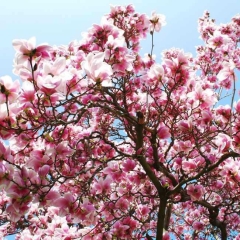 Magnolia w odmianach C3L