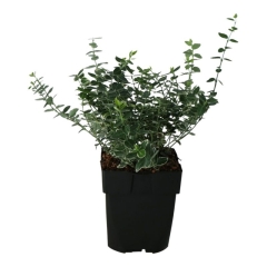 Trzmielina Emerald Gaiety Verve 2 l