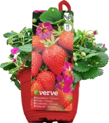 Truskawka wisząca Verve