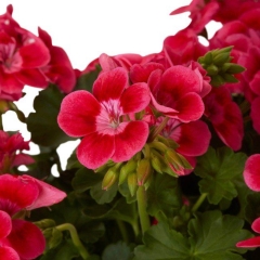 Pelargonia GoodHome Pretty Little 23 cm
