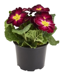 Prymula sadzonka 10 cm