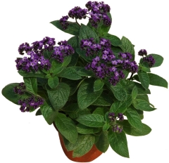 Heliotrop doniczka 10 cm