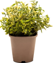 Trzmielina Emerald and Gold Verve 2 l