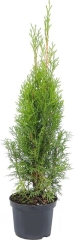 Thuja Smaragd 2 L