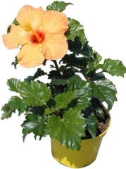 Hibiskus sadzonka w doniczce 15 cm
