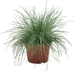 Kostrzewa Gautiera 13 cm