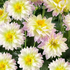 Dalia Fun Pastel 17 cm