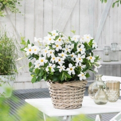 Sundaville Rio White 11 cm