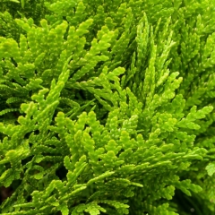 Thuja Żywotnik Mirjam 5 l