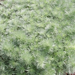 Bylica Silver Mound Verve 10,5 cm