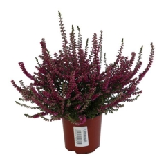 Calluna vulgaris odmiana pełne P11