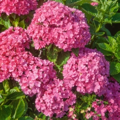 Hortensja GoodHome Berlin różowa 5 l