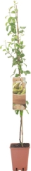 Grusza domowa Verve w donicy C5