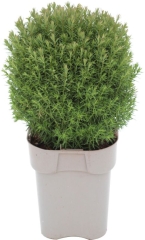 Thuja Żywotnik zachodni Teddy Verve 2 l