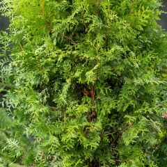 Thuja Żywotnik zachodni Brabant 7,5 l