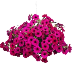 Petunia wielokolorowa 23 cm