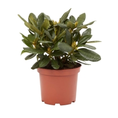 Różanecznik GoodHome czerwony 5 l