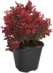 Berberys Admiration Verve 2 l