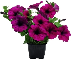 Petunia Verve doniczka 10,5 cm wysokość 18 cm