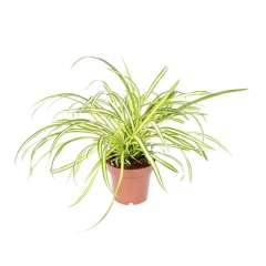 Zielistka Chlorophytum Comosum 15 cm